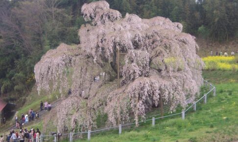 三春滝桜 国の天然記念物 日本三大桜 「一度は見てみたい場所」