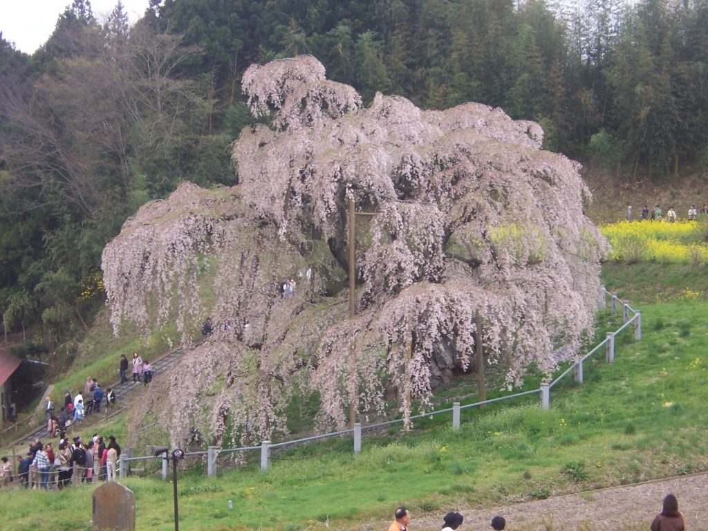 三春滝桜 国の天然記念物 日本三大桜 「一度は見てみたい場所」