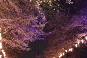 夜桜 「千葉県 香取市 城山公園」