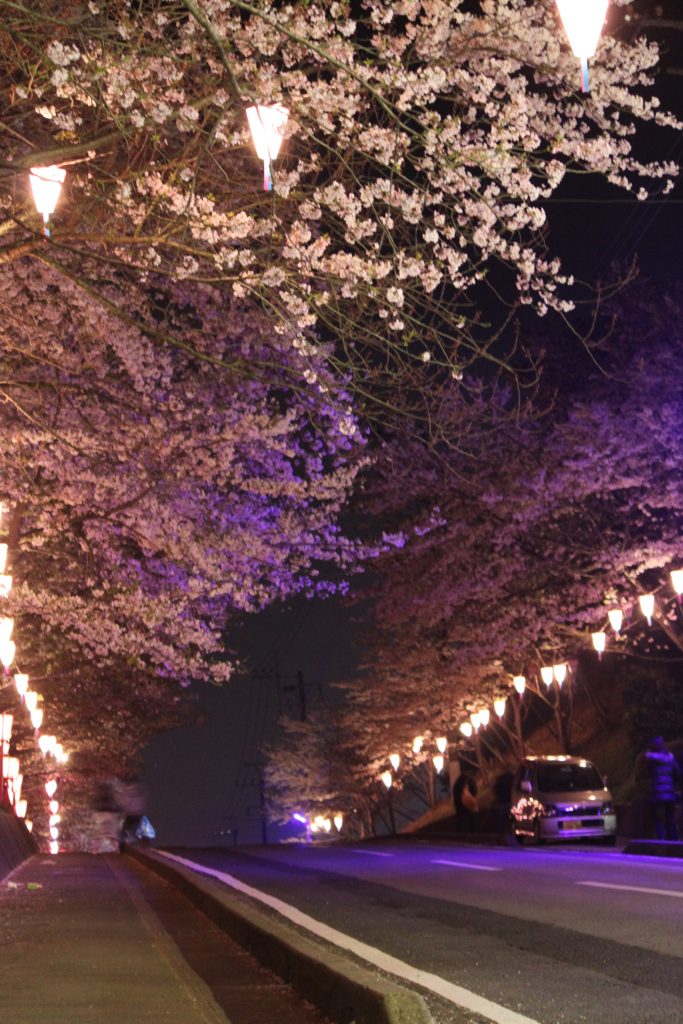 夜桜 「千葉県 香取市 城山公園」