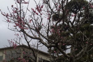 2011年 2月 銚子方面は 梅の開花