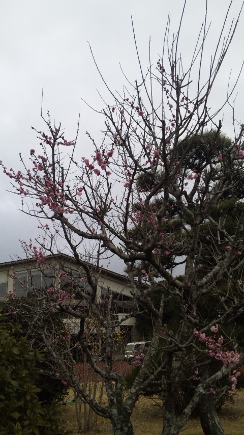 2011年 2月 銚子方面は 梅の開花