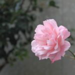 一年中 咲いてくれる薔薇 ピンク色がやさしい色に感じる